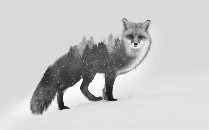 grey wolf gray fox illustration double exposure black white 2k