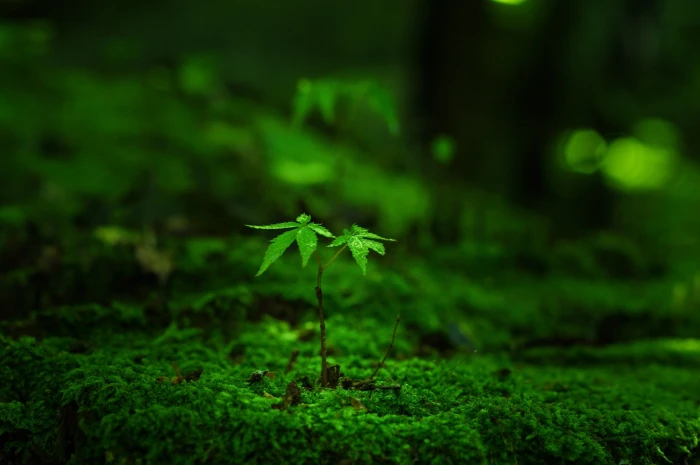 green and red leaf plant macro moss grass plants leaves 2k