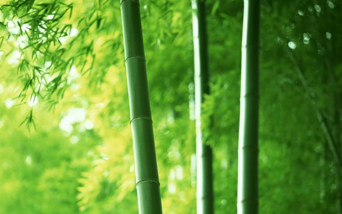 green bamboo nature plants trees photography color 2k