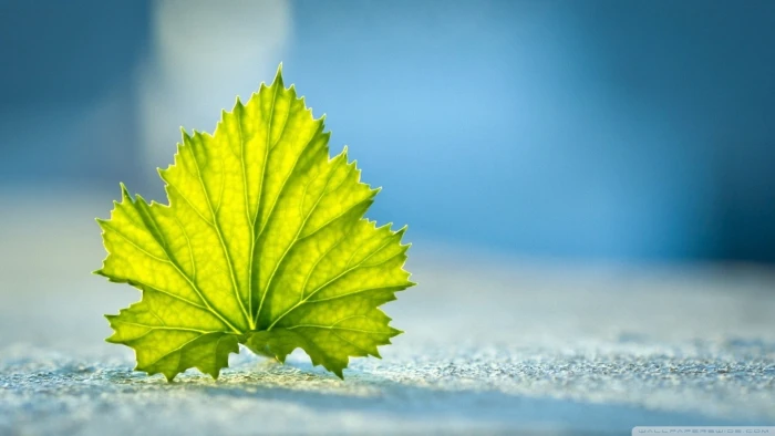 green leaf selective focus photography of nature 2k