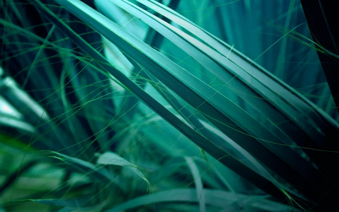 green leafed plant digital wallpaper grass macro plants nature 2k