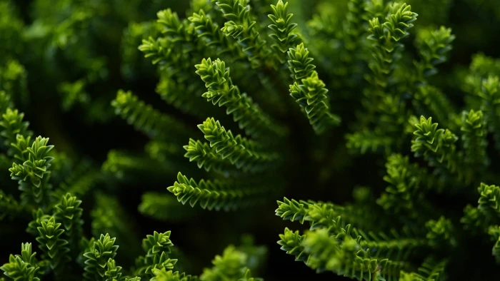 green leafed plant leaf macro depth of field plants 2k