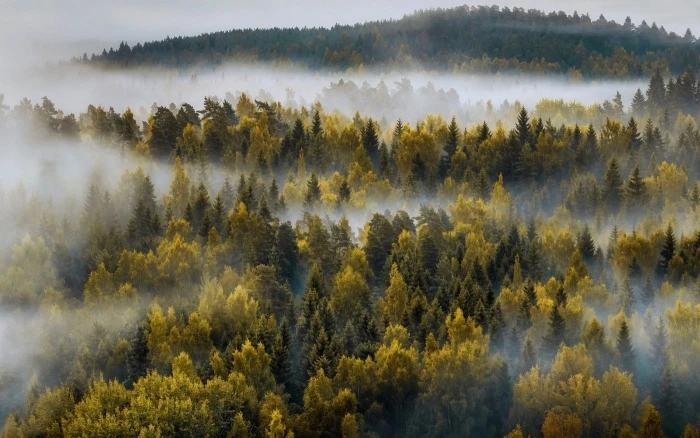 green leafed tree lot landscape nature mountains forest mist