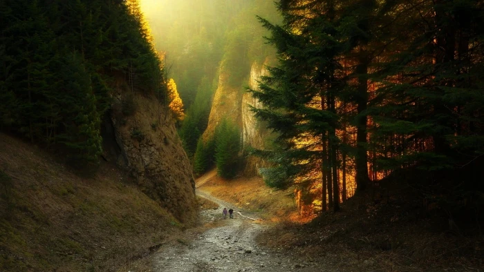 green leafed tree canyon path forest sunlight mountains 2k