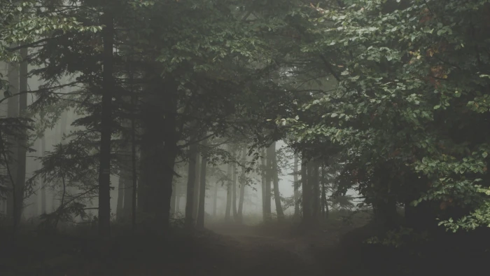 green leafed tree photography dark forest trees 2k