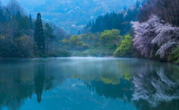 green leafed tree nature photography landscape lake forest 2k