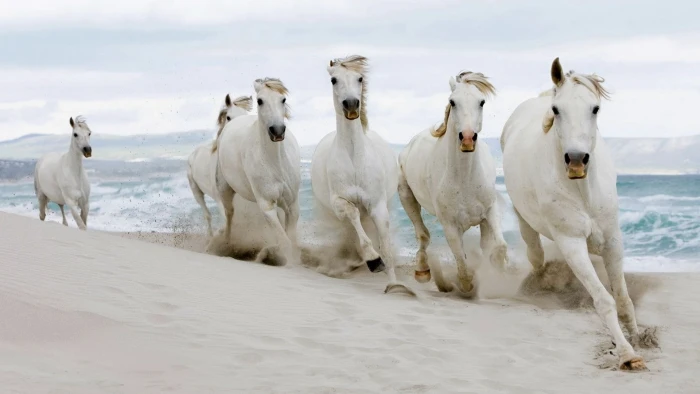 Horse Beach Sand Run HD animals 2k