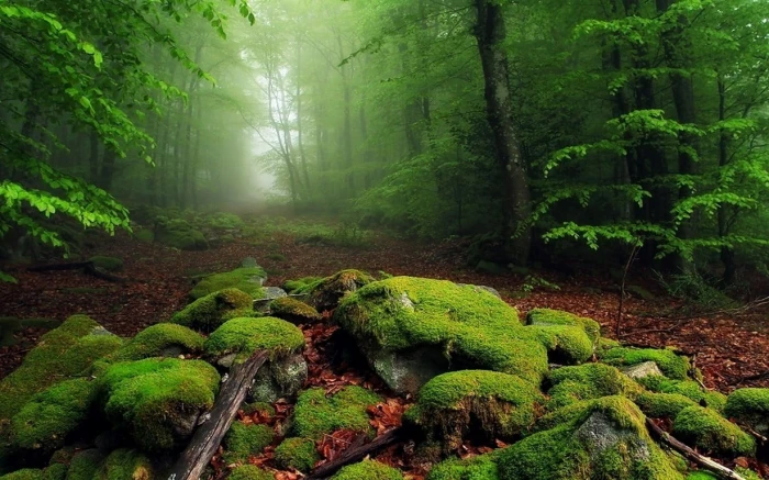 green leafed trees rain forest nature landscape mist