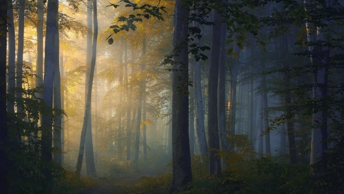 green leafed trees nature landscape forest path sunlight 2k