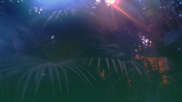 green palm plant vaporwave glitch art night firework Display 2k