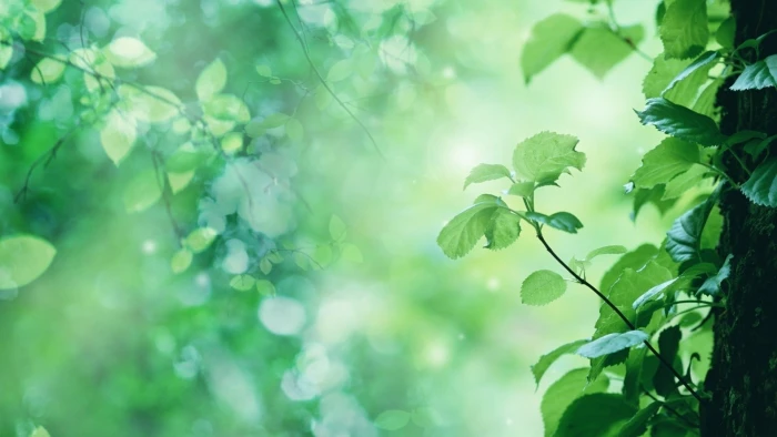 Green Plant Leaves HD green leaf nature 2k