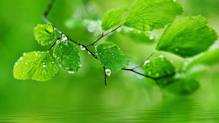 Green natural leaves water droplets drops 2k