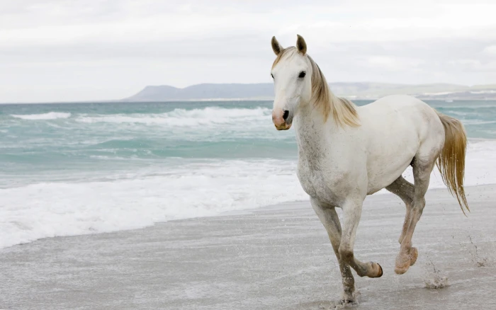 horse beach animals mammals 2k