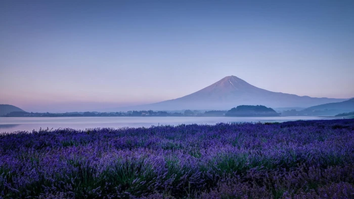 Japan's Mount Fuji lavender flowers lilac scenery 2k