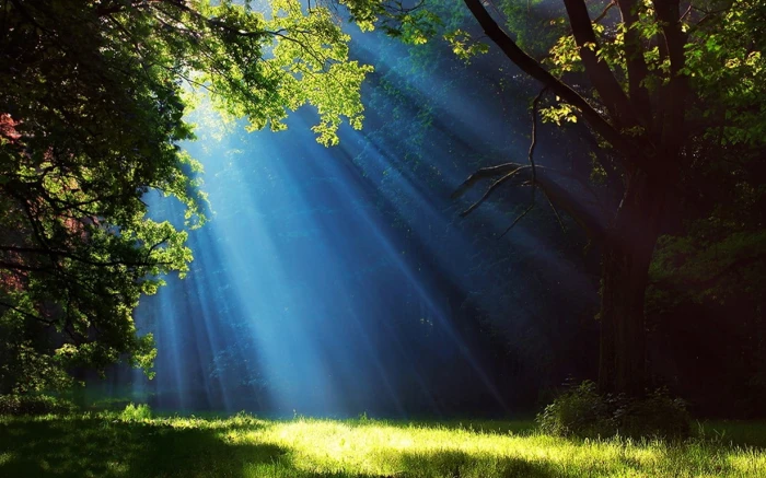 Landscape Nature Forest Grass Sun Rays Trees Mist Green