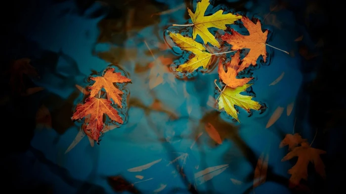 leaf water autumn leaves nature 2k