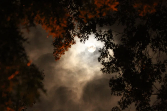 low angle photography of orange petaled flowers during full moon 2k