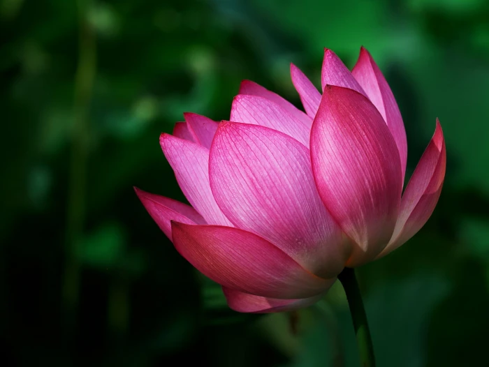 macro photography of pink Lotus nature plant lotus Water Lily