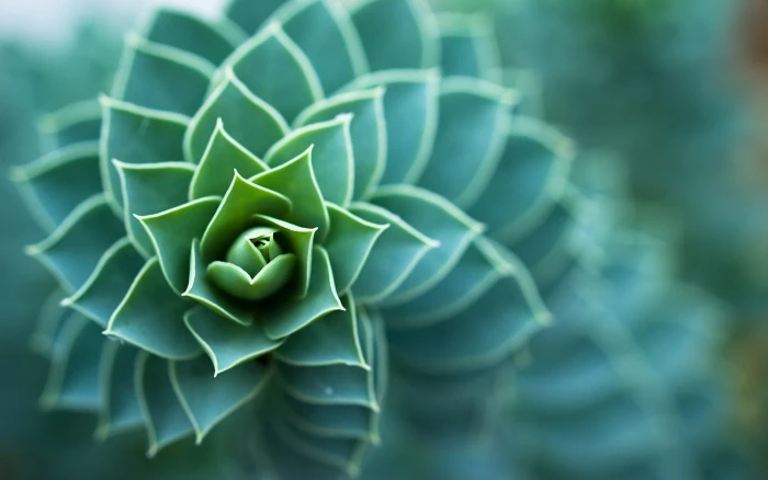 macro plants succulent depth of field nature leaves 2k
