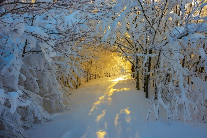 leafless trees with snows forest Italy path white yellow
