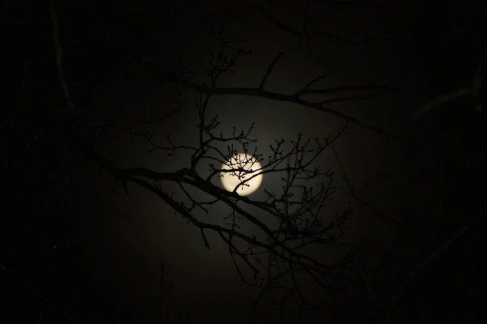 moon aesthetic tree nature mysterious night mystical 2k