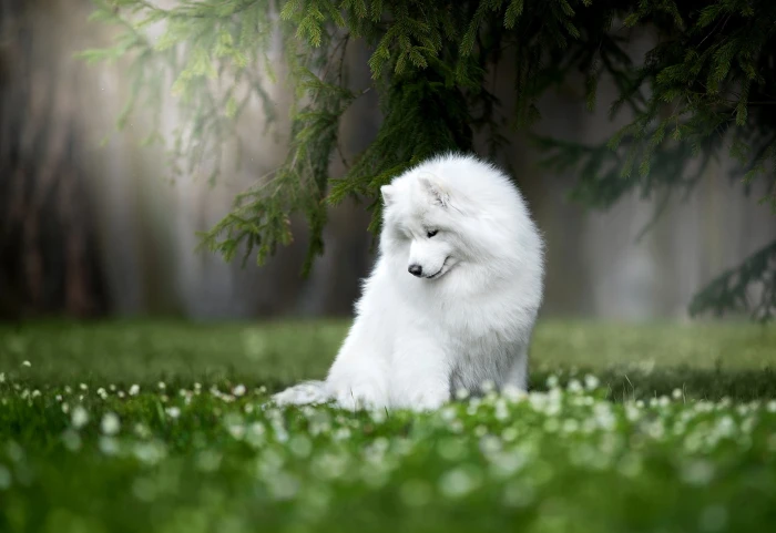 nature dog Samoyed husky one animal mammal themes 2k