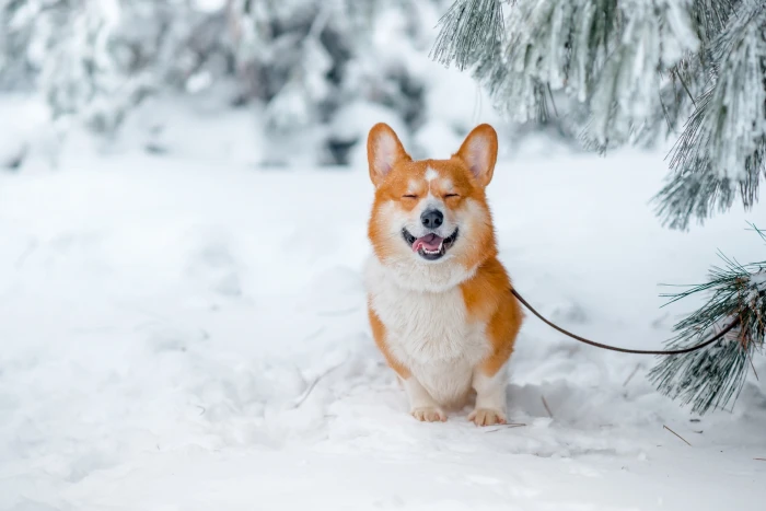 orange and white animal snow nature animals Corgi dog one 2k