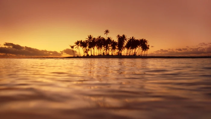 palm trees near sea photography nature landscape water island 2k