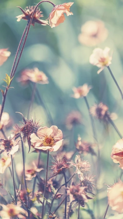 phone nature flowers