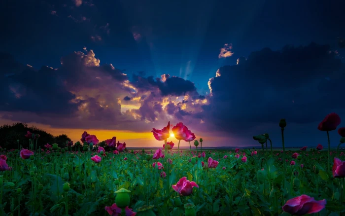 pink petaled flower field nature landscape sun rays sunset 2k