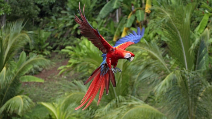 red and blue parrot macaws animals nature birds animal themes 2k