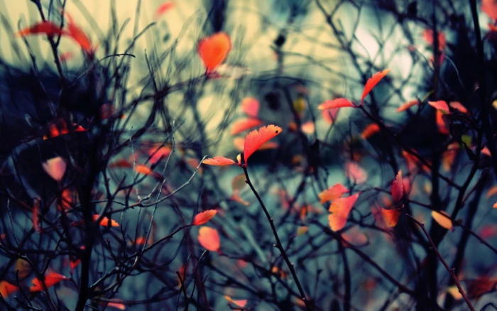 red leafed plants nature photography leaf plant during daytime 2k