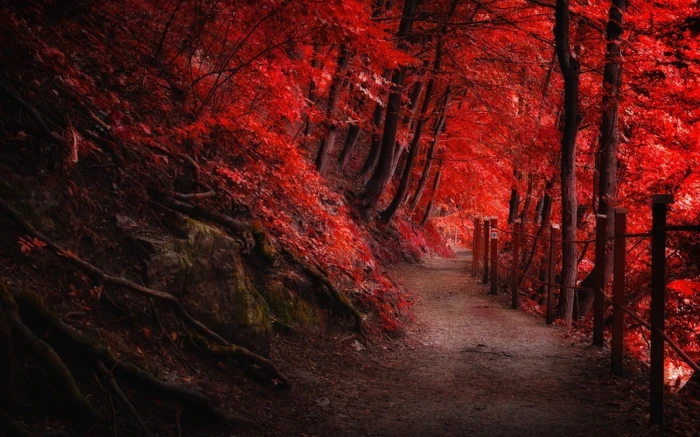 red leafed trees leaf during daytime landscape nature