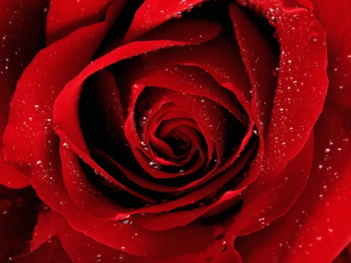 red Rose flower nature water drops flowers macro 2k
