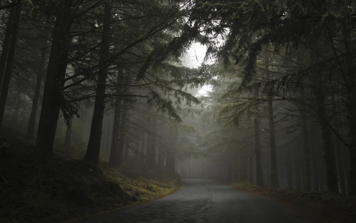 road in between trees during cloudy day nature landscape mist 2k