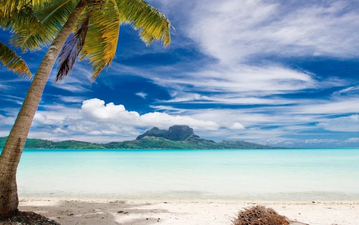 seashore near coconut tree landscape nature Bora palm trees 2k