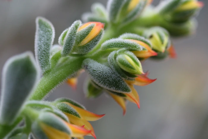 shallow focus photography of green leaf plant spikes macro 2k