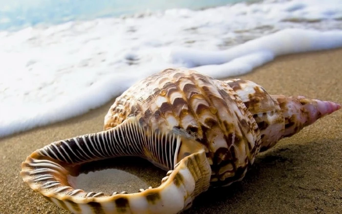 Shell Beach HD nature 2k