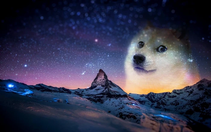 short coated white dog snow night animals doge memes humor 2k