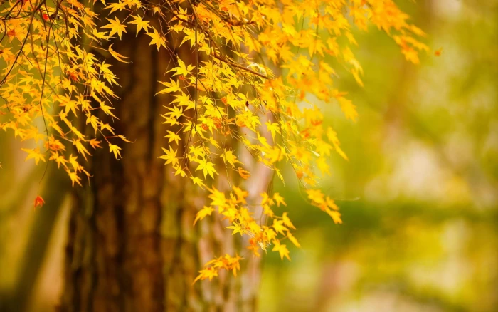 Autumn tree yellow leaves nature scenery and orange 2k