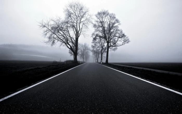Blacktop In Black White trees road black and white nature landscapes 2k
