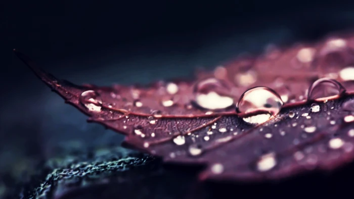 brown leaf nature leaves water macro drops plants 2k 4k