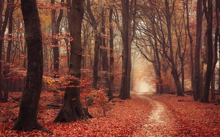 brown leafed trees landscape nature forest fall leaves path