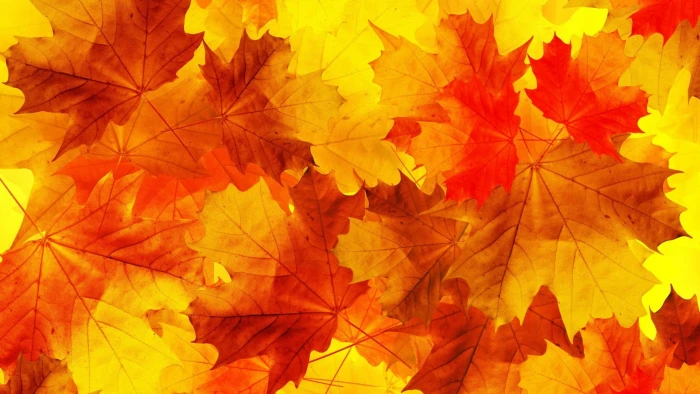 brown maple leaves nature minimalism fall orange yellow 2k