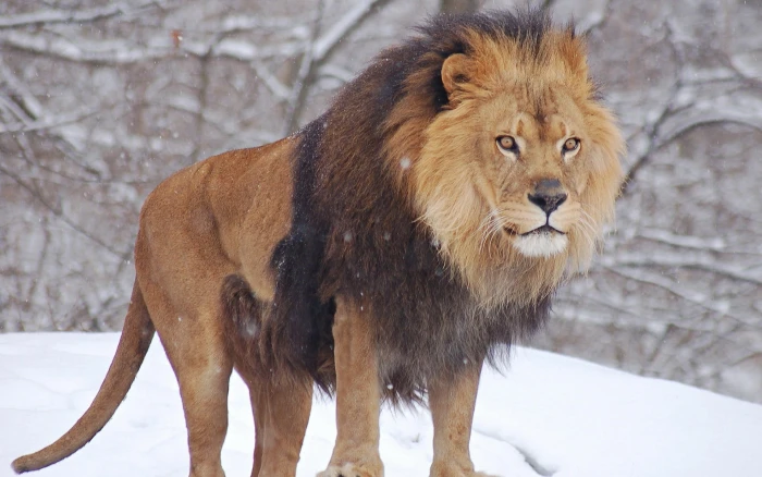 brown and black lion animals nature snow winter cold temperature 2k