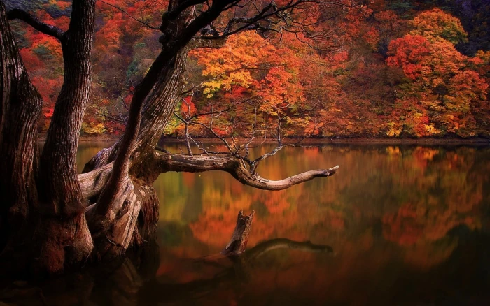 brown body of water lake fall forest dead trees reflection 2k