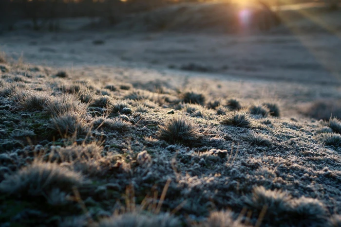brown leafed grass Ubuntu nature plants sunlight winter 2k