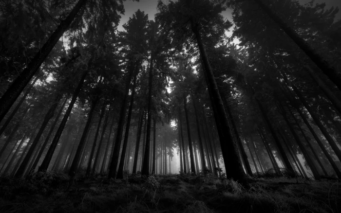 BW Forest Trees Dark HD nature 2k