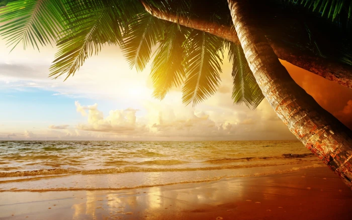 coconut tree beach sand palm trees tropical sunlight sky 2k