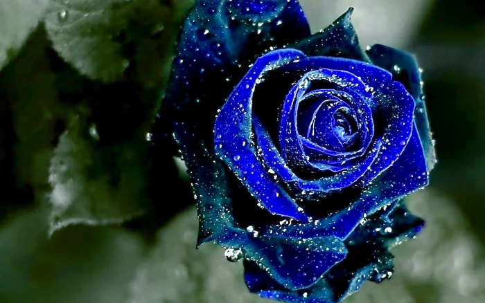 flower Rose Blue landscapes nature wide HD 2k